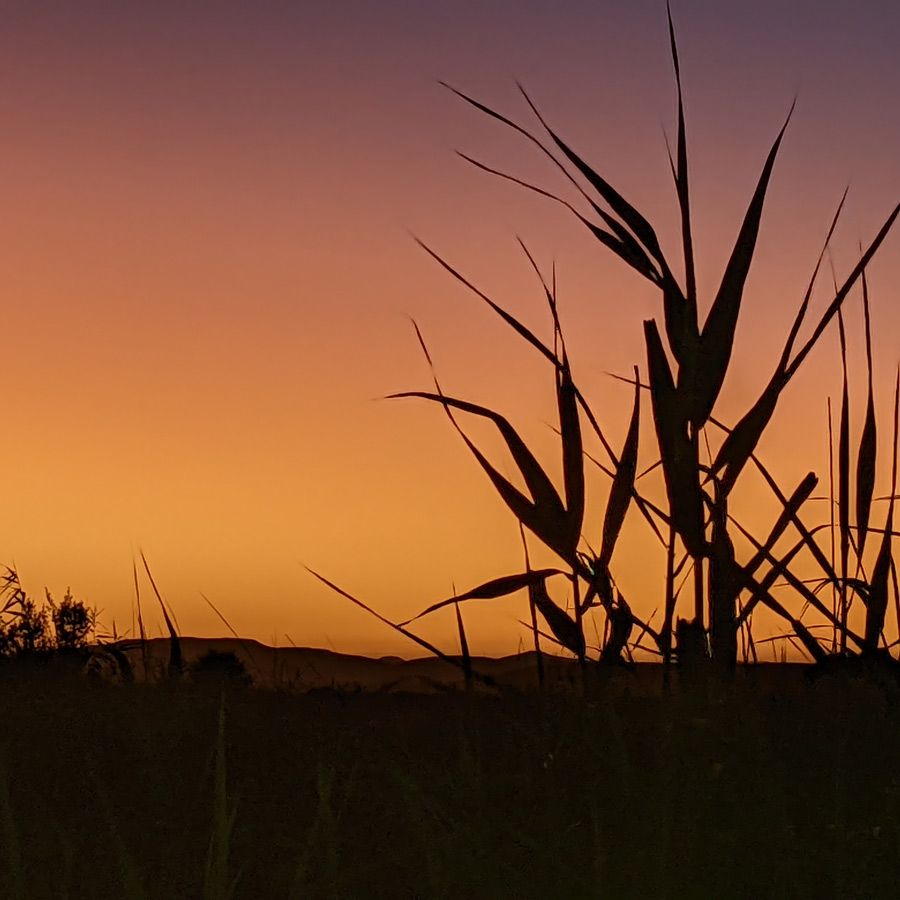 ORANGE-GARDEN-installations-lumineuses-copyright-TEMPORAL-NAMIBIE-2